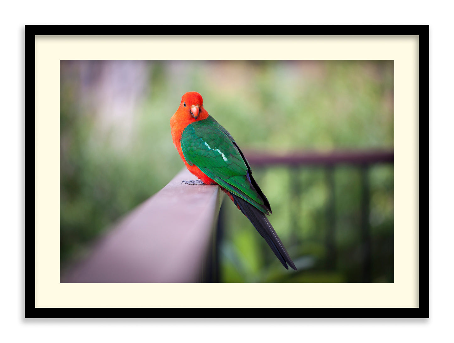 King Parrot