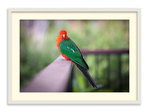 King Parrot