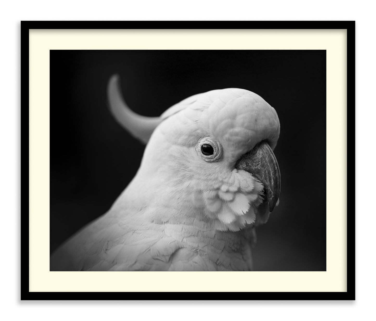 The Cockatoo