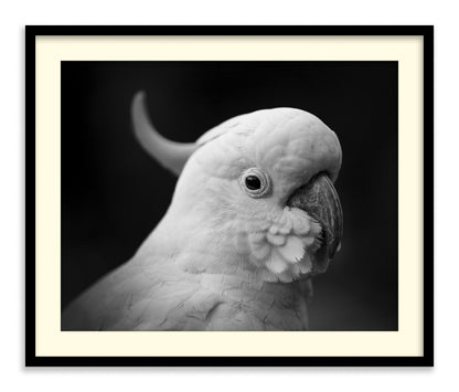 The Cockatoo
