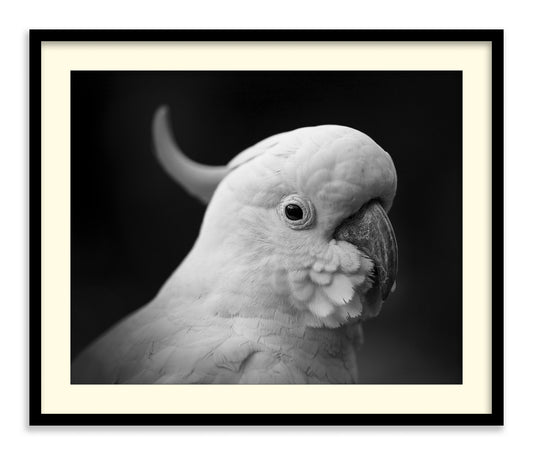 The Cockatoo
