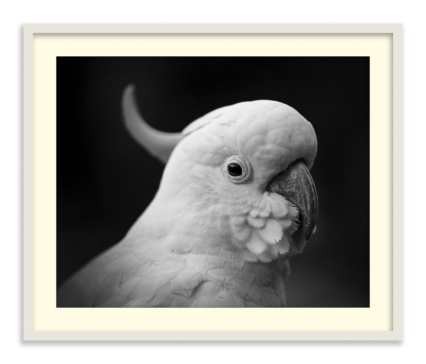 The Cockatoo