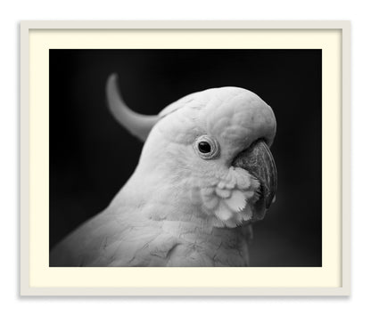 The Cockatoo