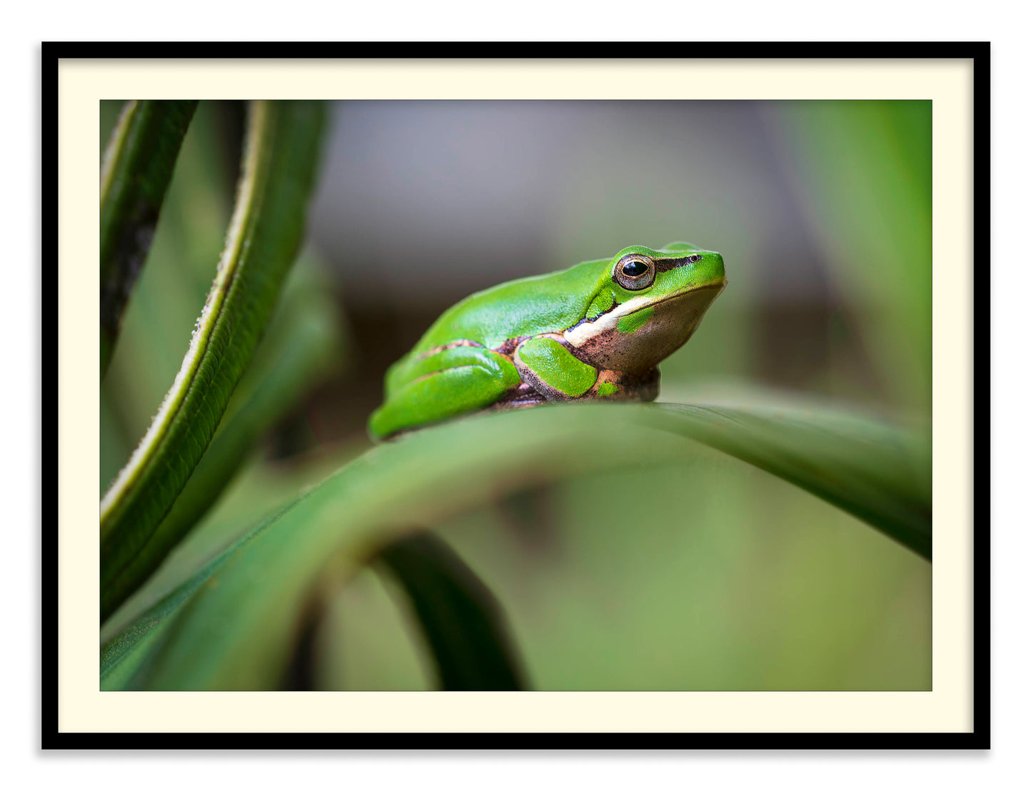 Eastern Green Tree Frog