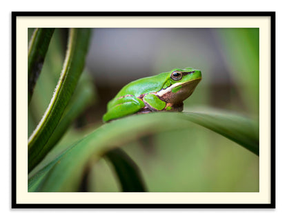 Eastern Green Tree Frog