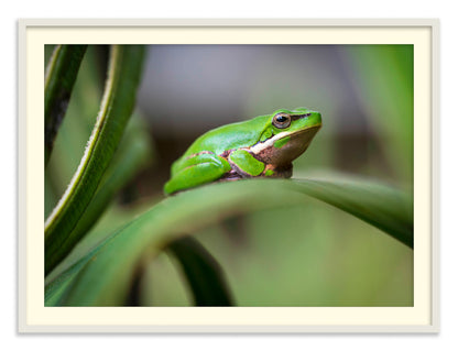 Eastern Green Tree Frog