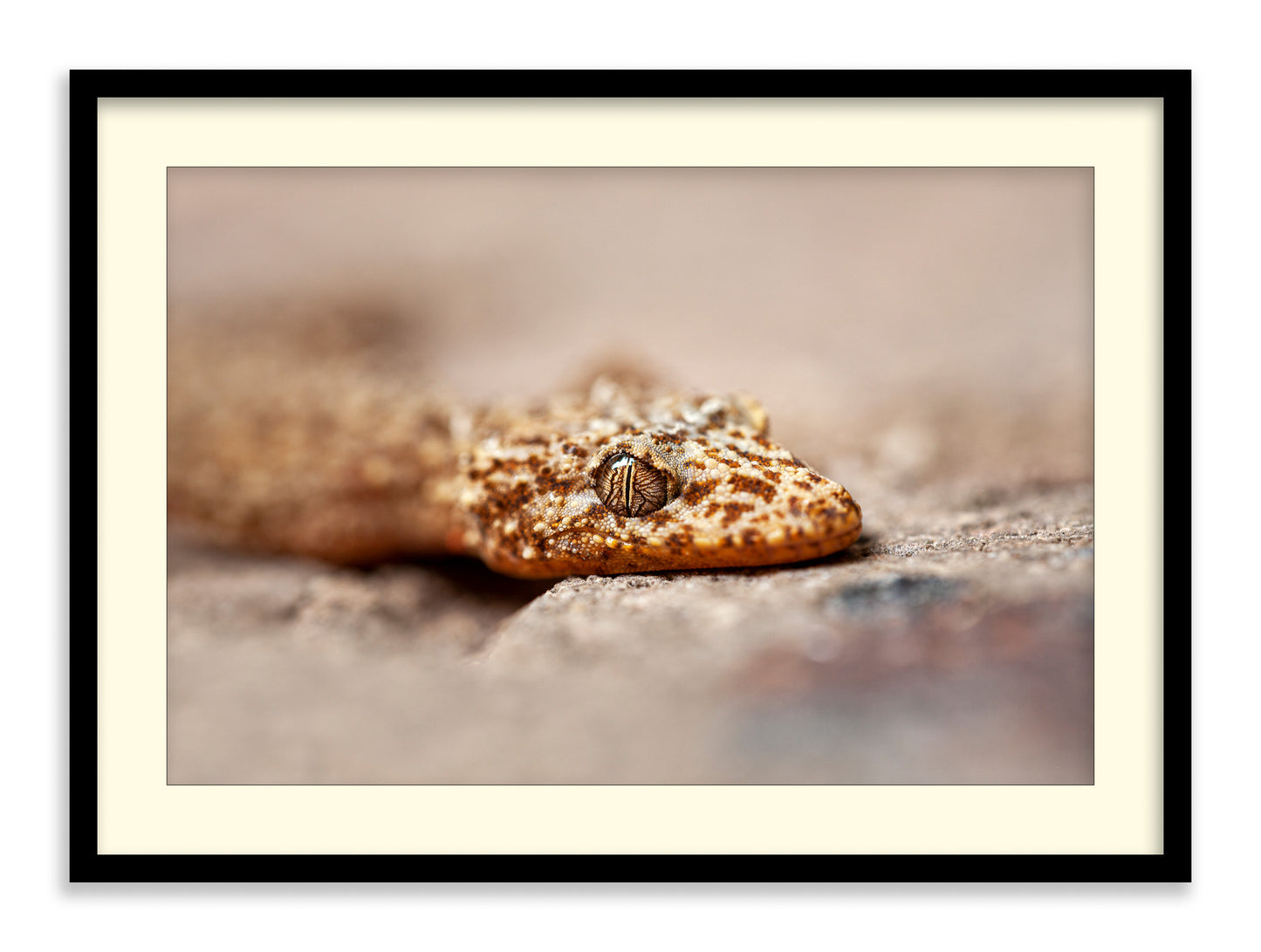 Eye of the Gecko