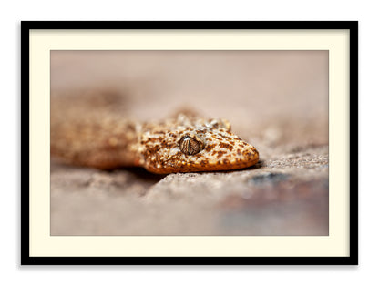 Eye of the Gecko