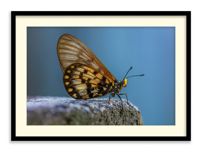 Glasswing Butterfly
