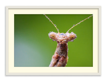 Misty Mantis