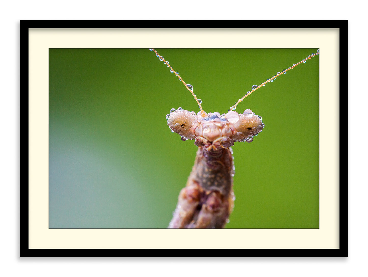 Misty Mantis