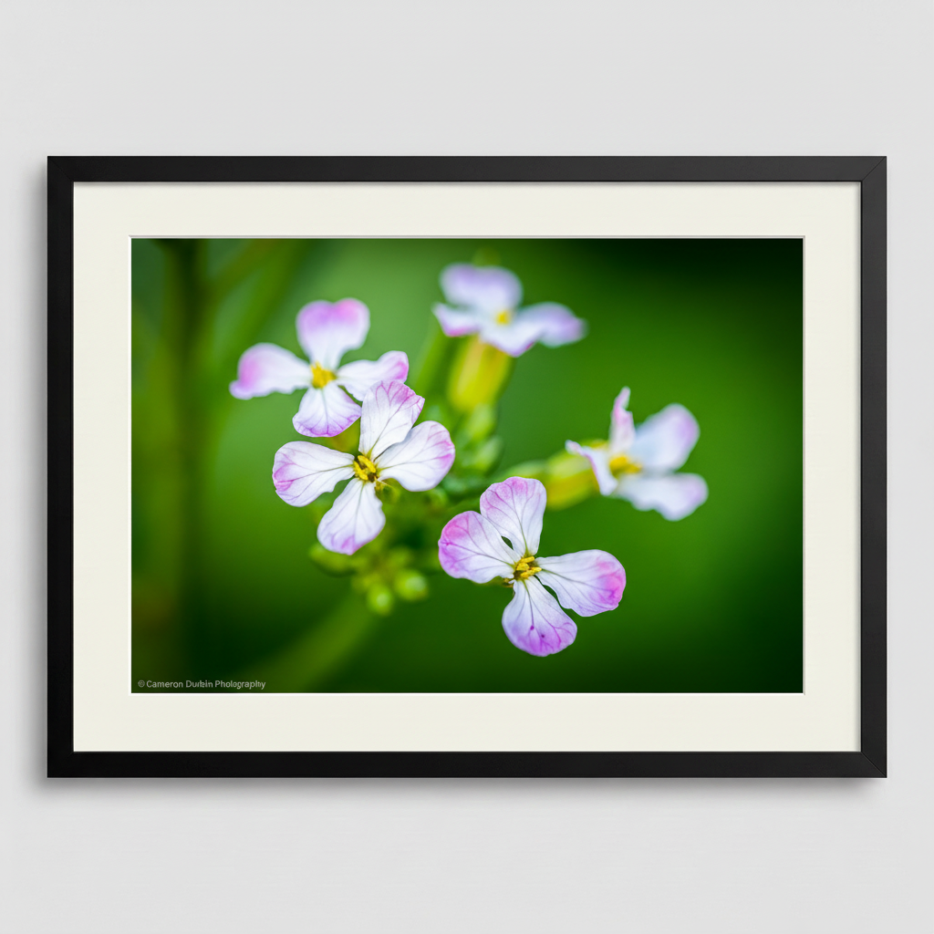 Flowers of the Radish Plant in details with close up of the petals in a beautiful frame