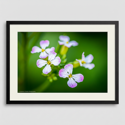 Flowers of the Radish Plant in details with close up of the petals in a beautiful frame